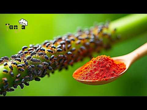 Видео: уничтожьте муравьев, тлю и фитофтору на растениях без химикатов! Сад будет процветать!