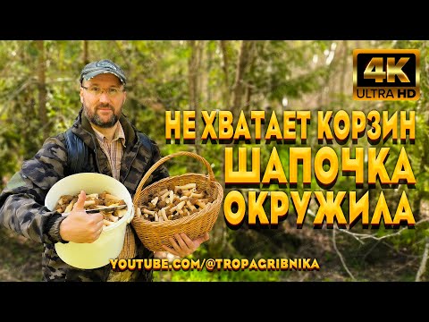 Видео: У Грибников Разбегаются Глаза От Такого Количества Сморчковой Шапочки. Verpa Bohemica.