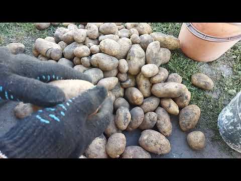 Видео: Картофеля Сынок ( Богатырь) 1 кг.было собрано 2,5 вёдра нового урожая 2025 года. 