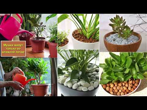 Видео: ОДНО СРЕДСТВО от клеща и мошек на КОМНАТНЫХ РАСТЕНИЯХ