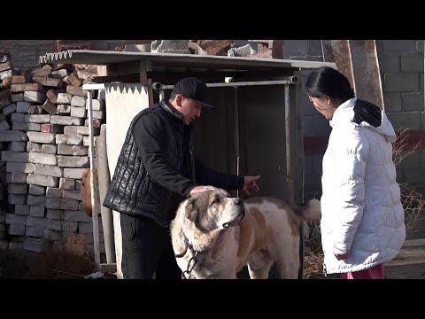 Видео: Кыргыз дөбөтү, алабай, карышкырдан тайманбаган азия арстандары / Жумалык / НТС