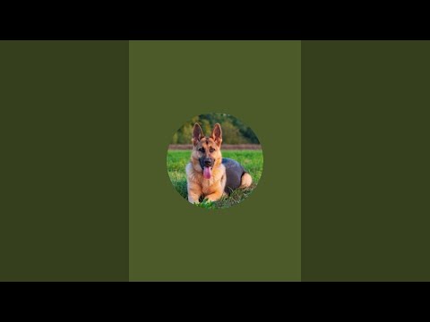 Видео: Мухтар в прямом эфире!