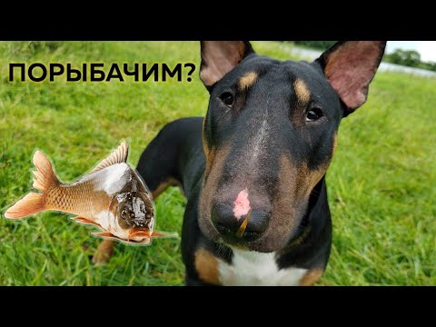 Видео: Бультерьер на рыбалке. Кемпинг с собакой. Первый выезд Бурбона на природу.
