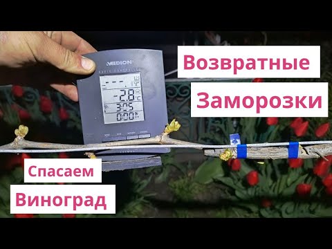 Видео: Возвратные весенние заморозки  Спасаем виноград !