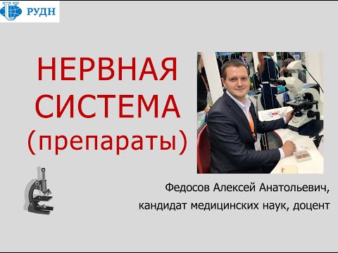 Видео: НЕРВНАЯ СИСТЕМА (ГИСТОЛОГИЧЕСКИЕ ПРЕПАРАТЫ)
