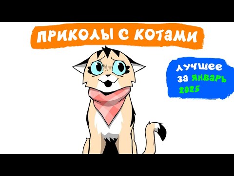 Видео: Приколы с котами. ЛУЧШЕЕ ЗА ЯНВАРЬ 2025 | Мемозг