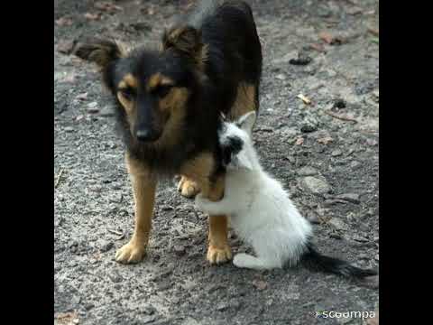 Видео: песня о бездомных животных (до слёз)