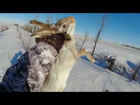 Видео: охота на зайца 2024.