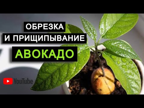 Видео: ОБРЕЗКА и прищипывание АВОКАДО / Как обрезать авокадо / ФОРМИРОВАНИЕ и прищипка авокадо