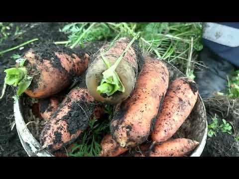 Видео: УБОРКА МОРКОВИ 2022. ЗАЛЕЖНАЯ ЗЕМЛЯ ГОД СПУСТЯ.
