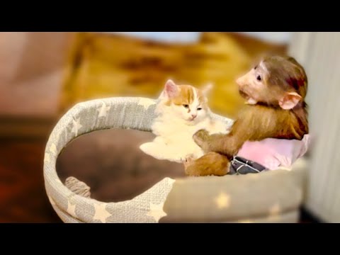 Видео: Обезьянка Маня тоже стала ЗАБОТУШКОЙ для маленьких котят, это так МИЛО!
