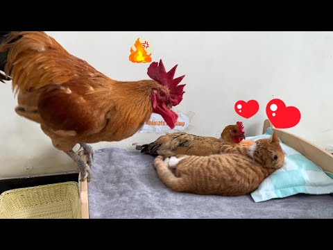 Видео: У меня живот болит от смеха! Петух поймал курицу за романом с котом! Петух очень злится!