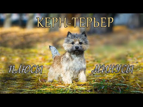 Видео: КЕРН ТЕРЬЕР. Плюсы и минусы KERN TERRIER