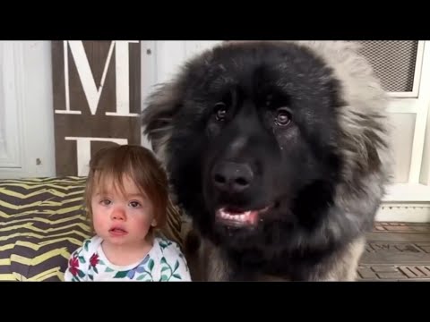 Видео: Малышка Ривер думает, что она немецкая овчарка, пока собаки не начинают учить её трюкам! 🐶💖