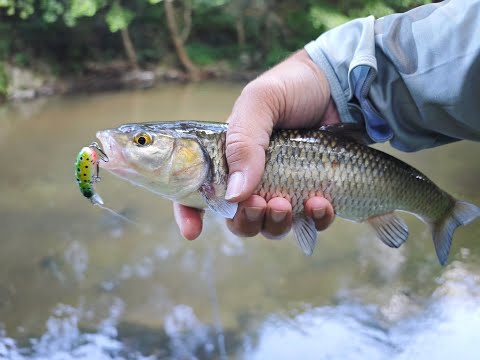 Видео: Кефали по Петровден. LastCast CC-38 Chub Fishing