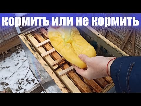 Видео: Зимовка без потерь. Подкормка пчел зимой медом или канди.