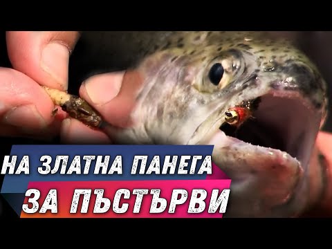 Видео: Как да хванем повече пъстърви? / С нимфа по панега от Станислав Мънков