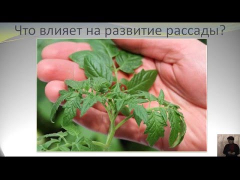 Видео: Выращиваем крепкую рассаду