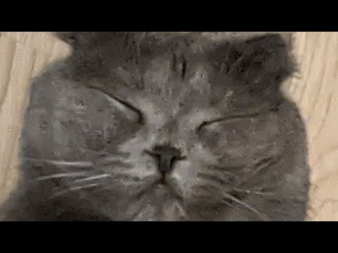 Видео: МОЯ КОШКА ПРОБУЕТ АСМР