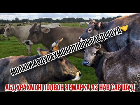 Видео: Молҳо савдо шуд🤝 Ярмаркая Абдураҳмон полвон сар кард успет кунед яклухт арзон 24 октября 2025 г.
