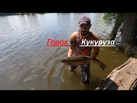 Видео: Горох против кукурузы. ГОРОХ ТОП. Отличный клев КАРПА.