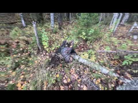 Видео: 28.09.2025. Охота с руской гончей (не совсем по плану) 