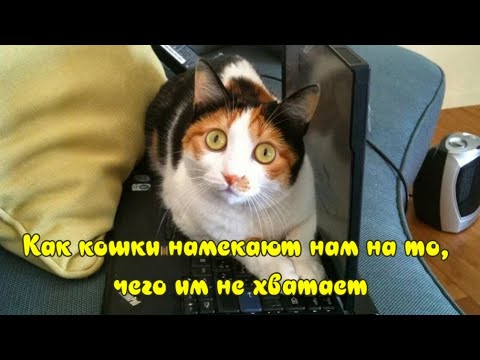 Видео: Как кошки намекают нам на то, чего им не хватает What is missing cats