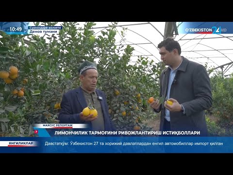 Видео: Сурхоннинг миллионга тенг лимонлари!