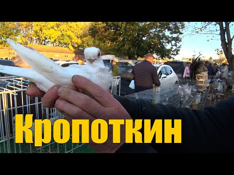 Видео: Птичий рынок. Кропоткин. Часть 1. [29.10.2023]