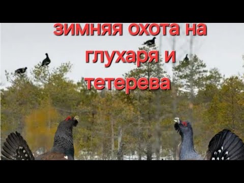 Видео: РОЖДЕСТВЕНСКАЯ ОХОТА НА ГЛУХАРЯ И ТЕТЕРЕВА.