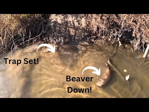 Видео: На линии ловушек с траппером, эпизод 6, пытающимся поймать речных койотов.
