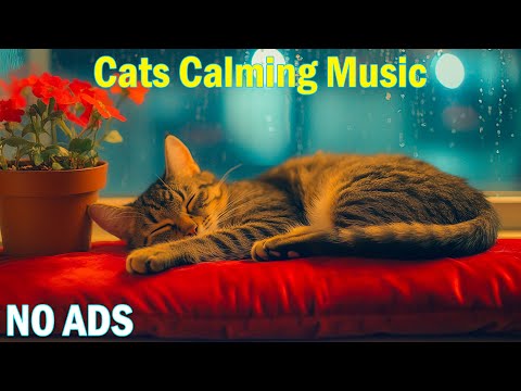 Видео: Успокаивающая музыка для кошек 🐈 Музыка для сна для кошек без рекламы ♬ Музыка для сна для тревожны