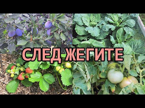 Видео: Permaculture gardening - Градината след жегите.