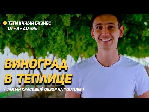 Видео: Виноград + клубника в теплице. Лучший обзор на YouTube