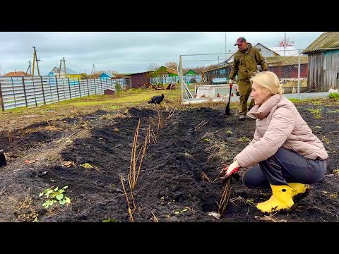 Видео: ТАК ЖИТЬ БОЛЬШЕ НЕ МОГУ/50 КУСТОВ СМОРОДИНЫ И ГРУДИНКА ПО-ДОМАШНЕМУ