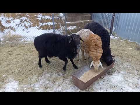Видео: Қойға  жем беру.