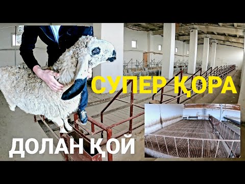Видео: БҰҚАҒА БОРДАҚЫ ҚОРА,БОЙНЯ РЕСЕЙЛІК СТАНДАРТПЕН.ДОЛАН-ГИССАР ҚОЙ(Откорм база) #базаркз