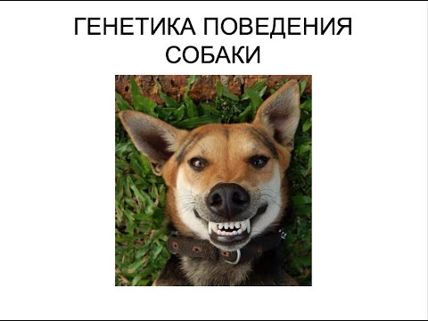 Видео: Генетика поведения собаки | «Ответственное собаководство онлайн»