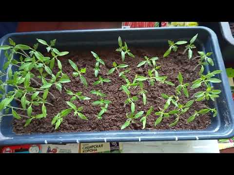 Видео: Весенние хлопоты. Апрель.