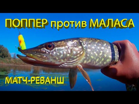 Видео: 🔥 ПОППЕР или МАЛАС (часть 2)? Яростные и зрелищные АТАКИ ЩУКИ на поверхностные воблеры! 🔥