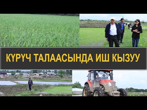Видео: ӨЗГӨЧӨ СОРТТОГУ ШАЛЫ ЭГИЛЕ БАШТАДЫ