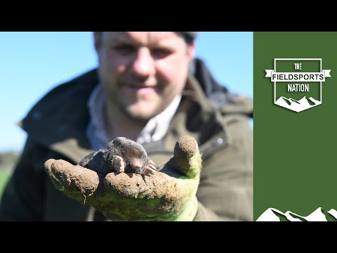 Видео: Как поймать кротов