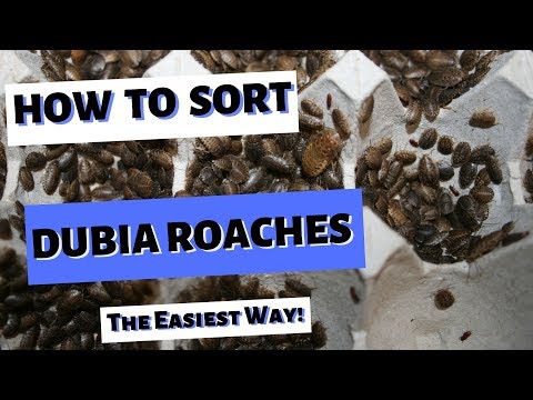 Видео: Сортировка тараканов Дубия | Самый простой способ