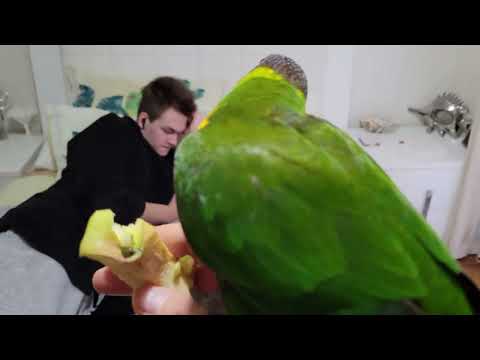 Видео: 🦜 К НАМ ТОШКА НА ПЕЛЬМЕШКИ ЗАЛЕТЕЛ!