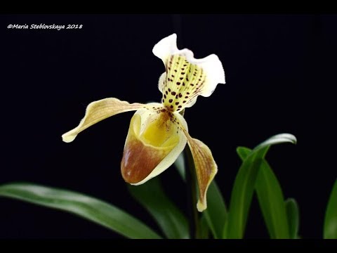 Видео: PAPHIOPEDILUM INSIGNE  -  описание и основы ухода