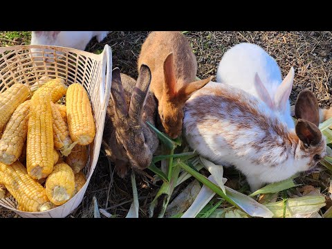 Видео: Сентябрь... 🍁