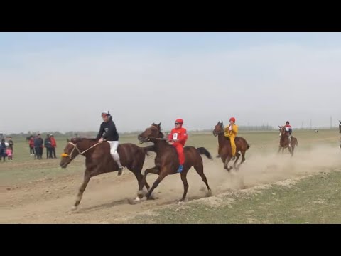 Видео: Кунан чабыш Ст.Ивановка 07.04.2023