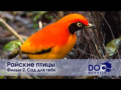 Видео: Райские птицы - Эпизод 2. Сад для тебя - Документальный фильм
