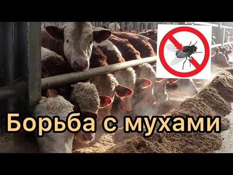 Видео: Средство от мух на ферме. Какие стали мои быки .