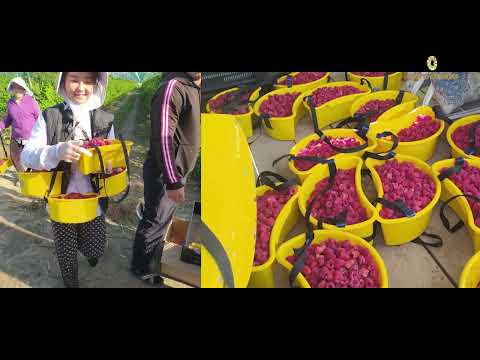 Видео: Малина Карамелка 1-қисм.                              #malina #rezavor #smarodina #vesagro